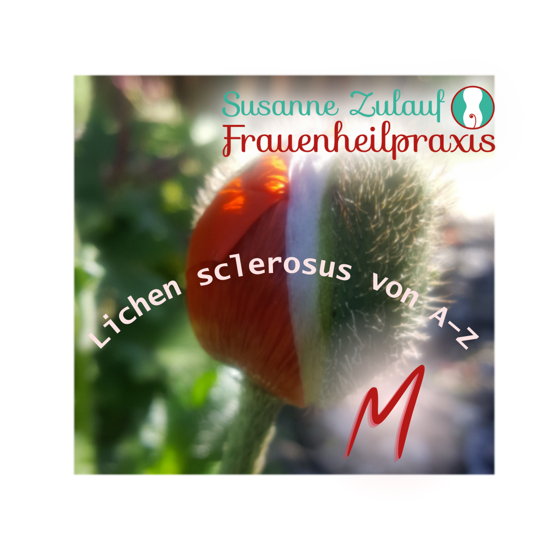 aufgehende Mohnblüte